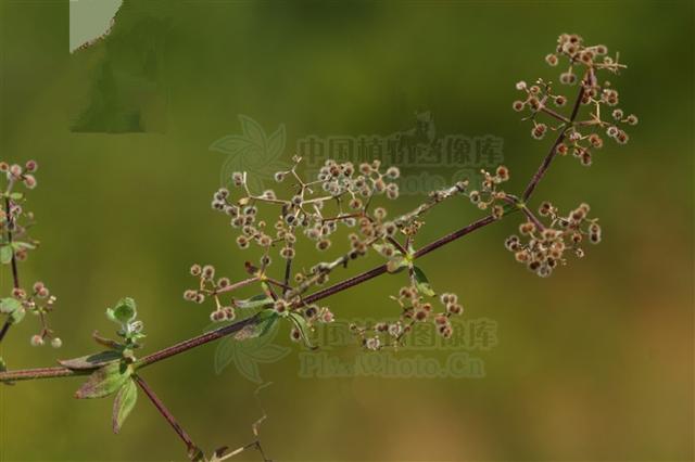 能活血舒筋,祛瘀生新,调养气血|肺结核|红参|气血_新浪新闻