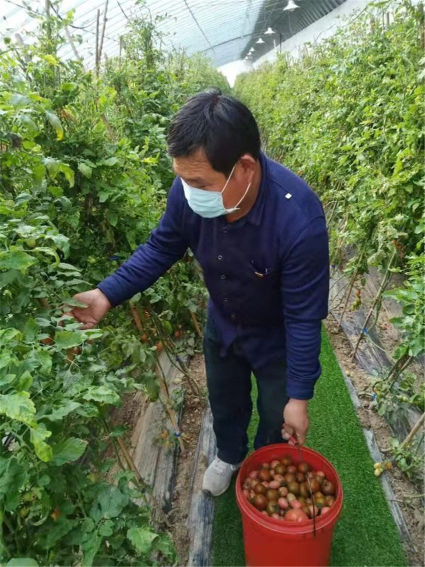 棠张镇发动党员为徐州市"菜篮子"保驾护航