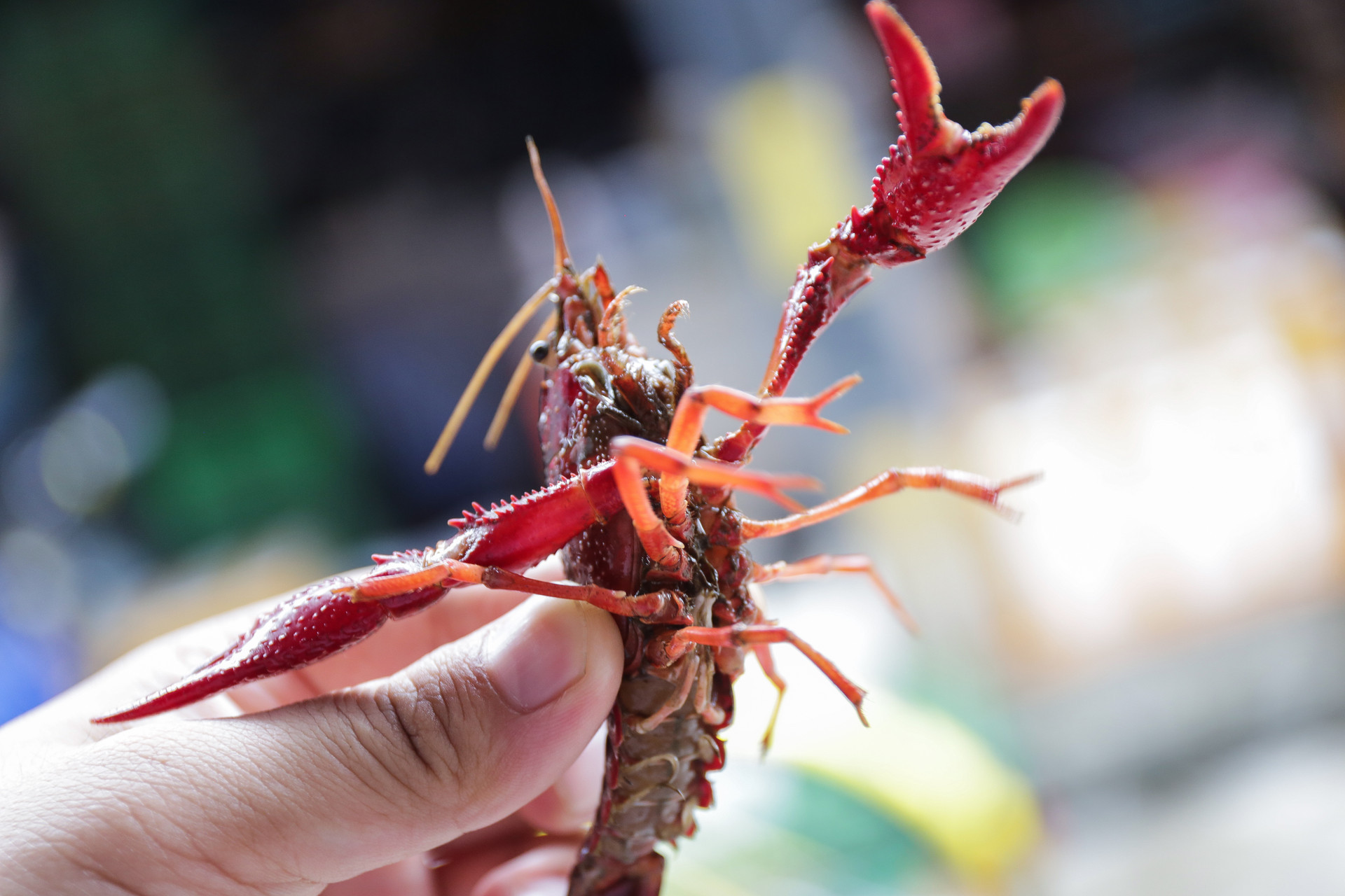 疫情冲击上下游:被饿瘦了的网红小龙虾,价格还可能大涨