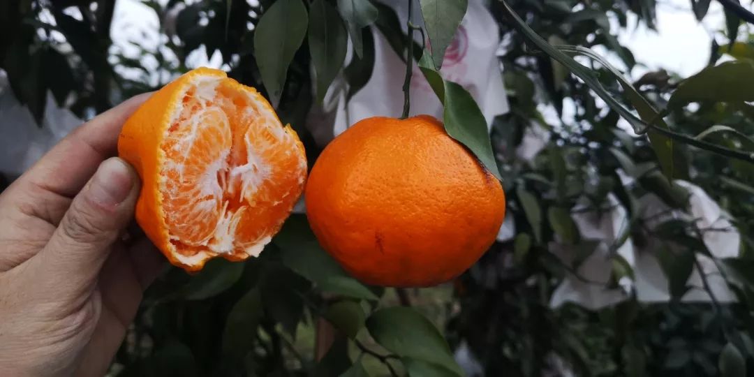 耙耙柑橙子与橘子的叶子有什么区别(耙耙柑和橘子区别)