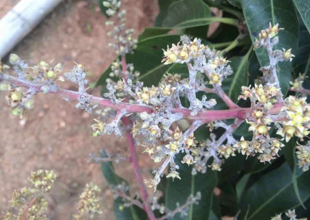 苯甲·嘧菌酯,咪鲜胺(幼果期易出药害),赢极(75%肟菌·戊唑醇干悬浮剂