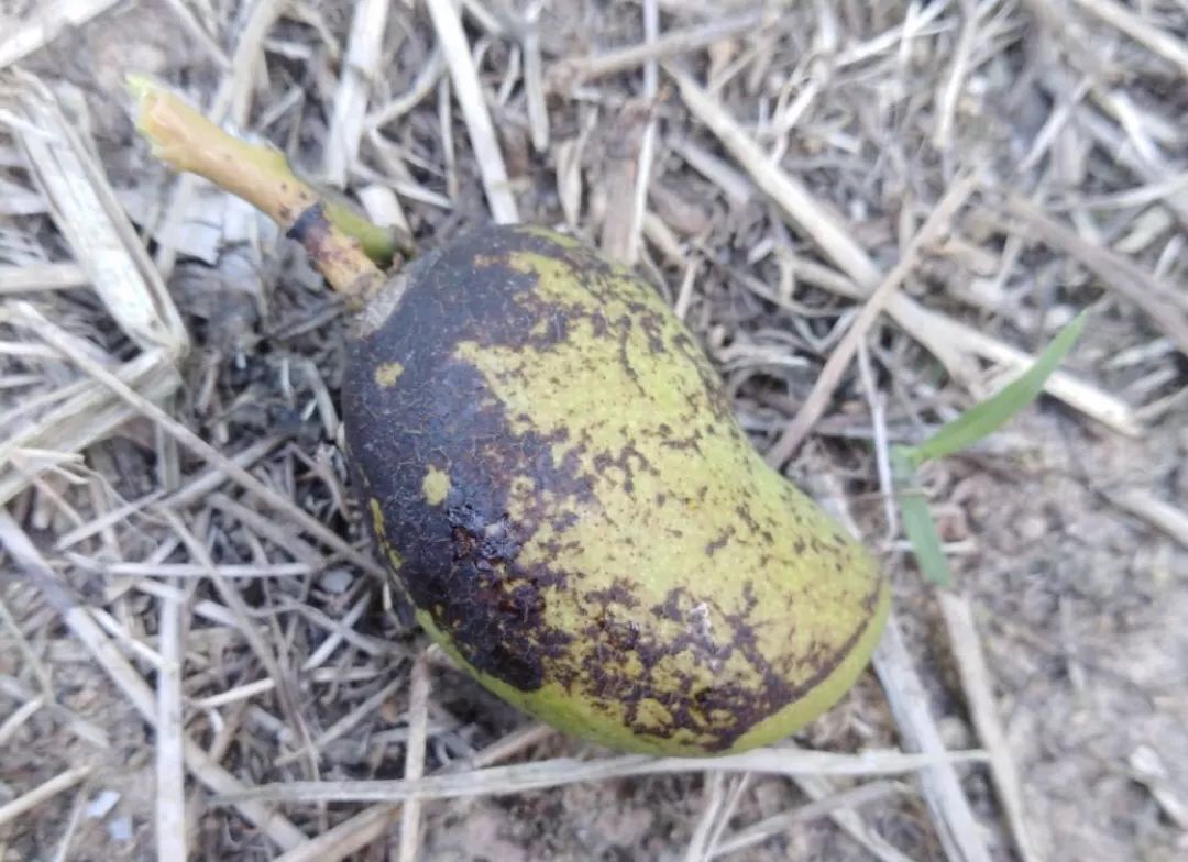 (附芒果全病害名录)