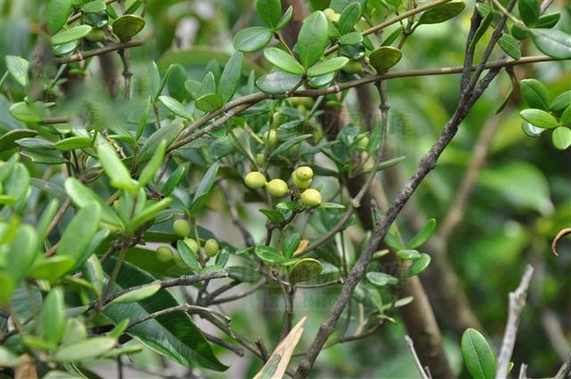 链珠藤,见过吗?祛风活血,通经活络.用于风湿性关节炎,腰痛