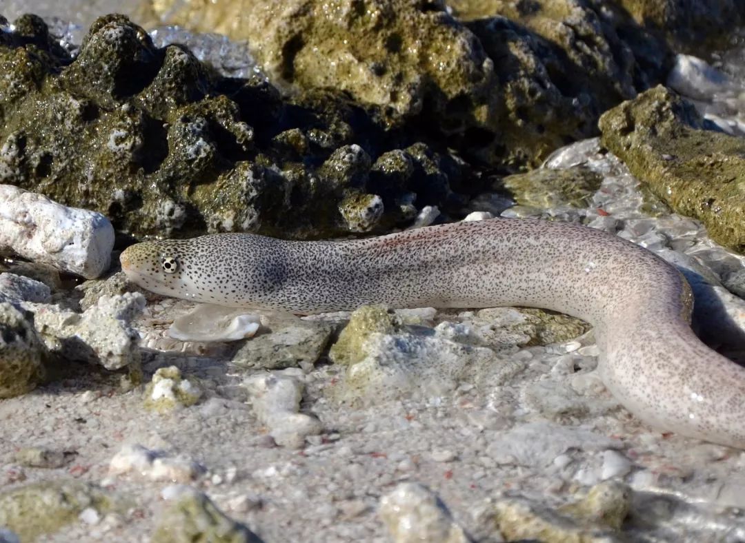 马绍尔群岛上的细点裸胸鳝(gymnothorax pictus),在纪录片摄制组面前