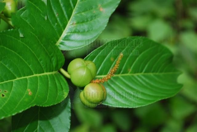 刮筋板,见过吗?可用于消化不良,风湿骨痛,食物中毒