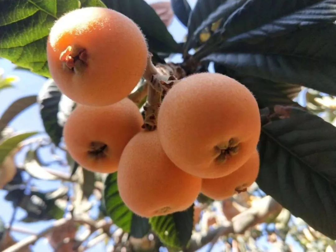 米易枇杷:唤醒春天的味道.一口清甜,水润多汁|枇杷|水果_新浪新闻