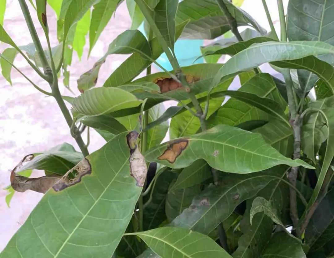 (附芒果全病害名录)