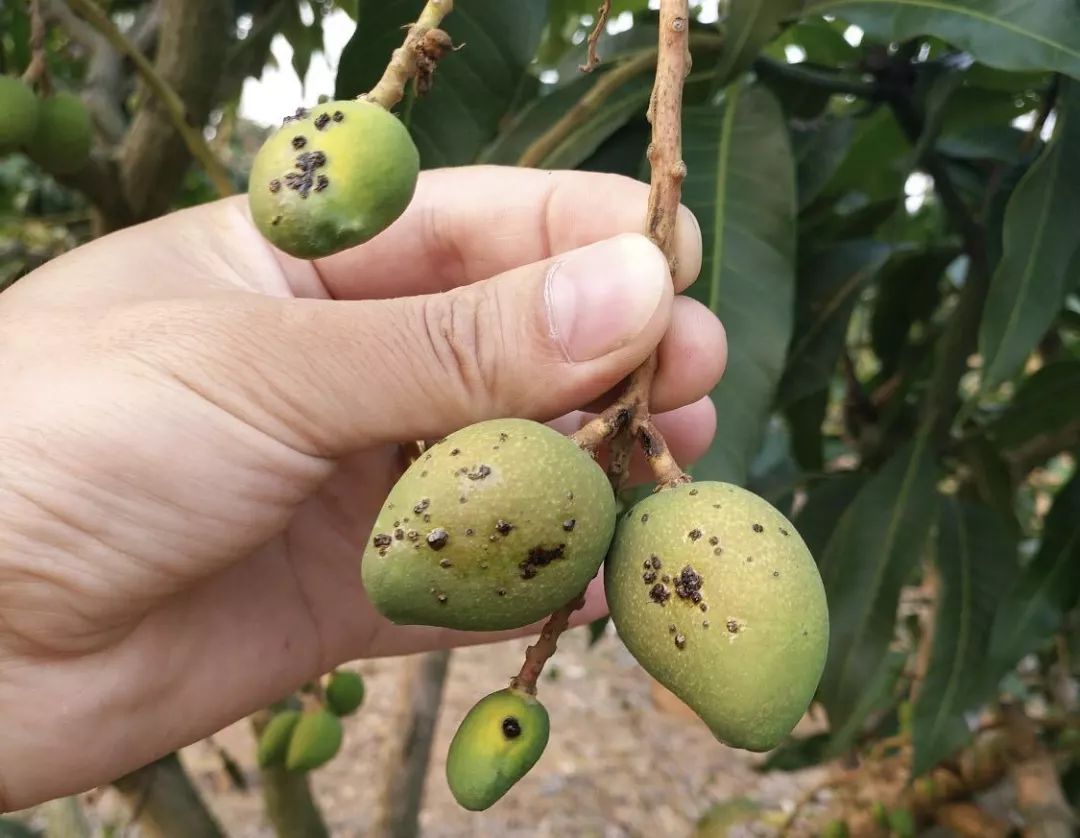 (附芒果全病害名录)