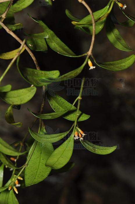 链珠藤,见过吗?祛风活血,通经活络.用于风湿性关节炎,腰痛