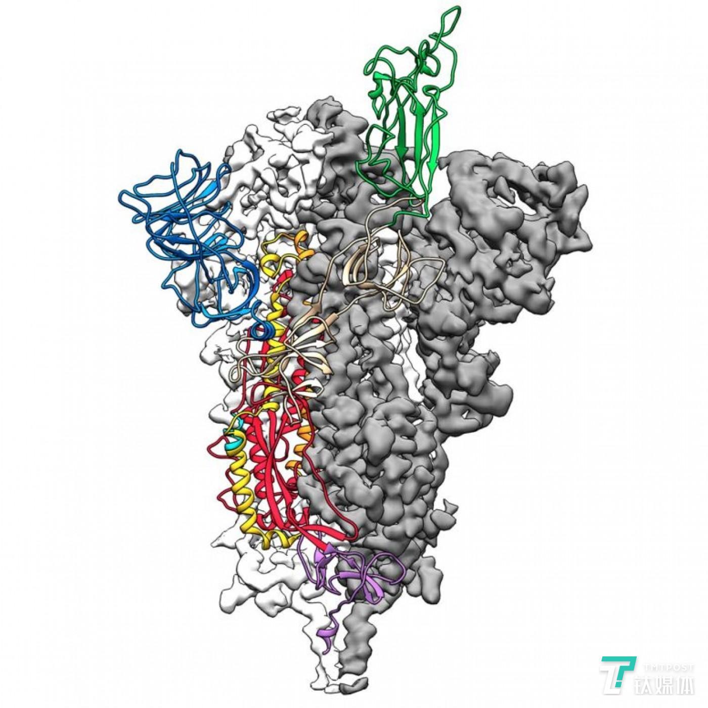 美科学家绘制新冠病毒s蛋白高清结构图,已发送给中国团队 | 钛快讯