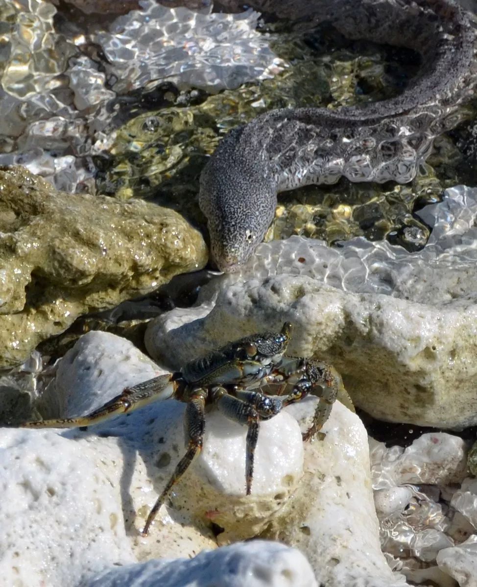 图片:gzzz / wikimedia为了食物,海洋生物能够做出逆天改命之举.