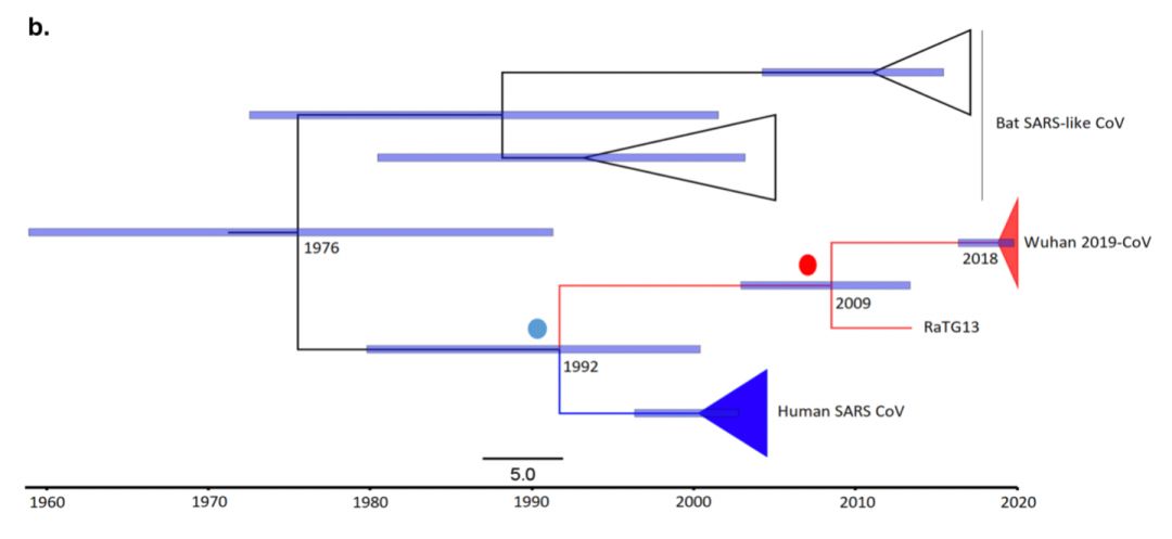 新冠病毒怎么产生的?美国研究发现可追溯至200