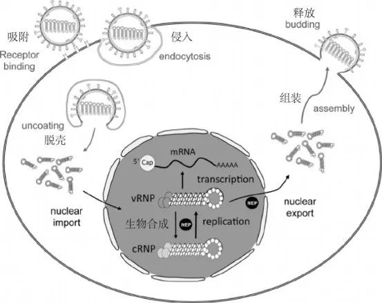 病毒复制示意图