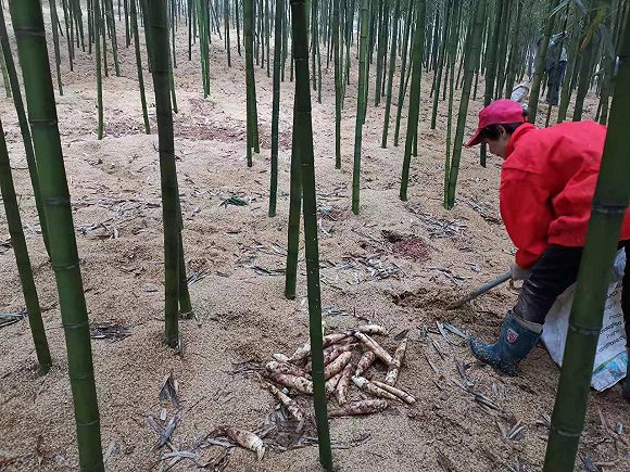 上山挖笋.供图:严淑羽