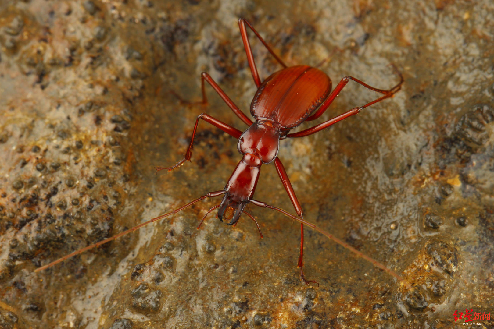 成都工程师"不务正业" 发现昆虫新种,论文登上国际昆虫学术杂志