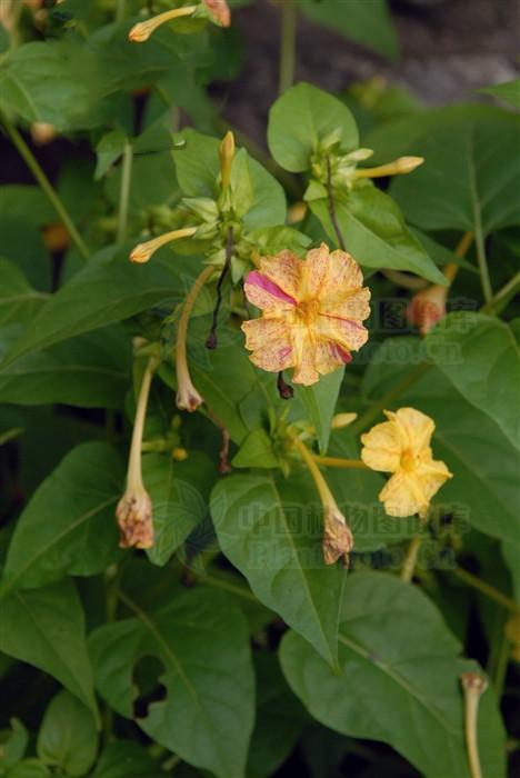 紫茉莉,见过吗?果治粉刺,根清热利湿,解毒活血