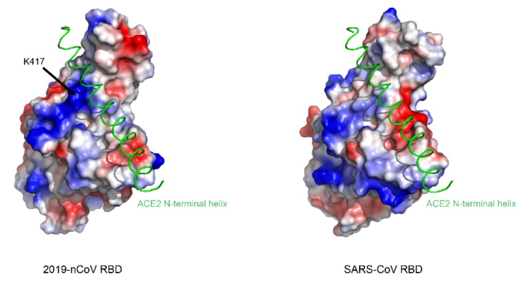 新冠病毒rbd和sars病毒rbd与ace2结合的比较总的来说,以上三个独立