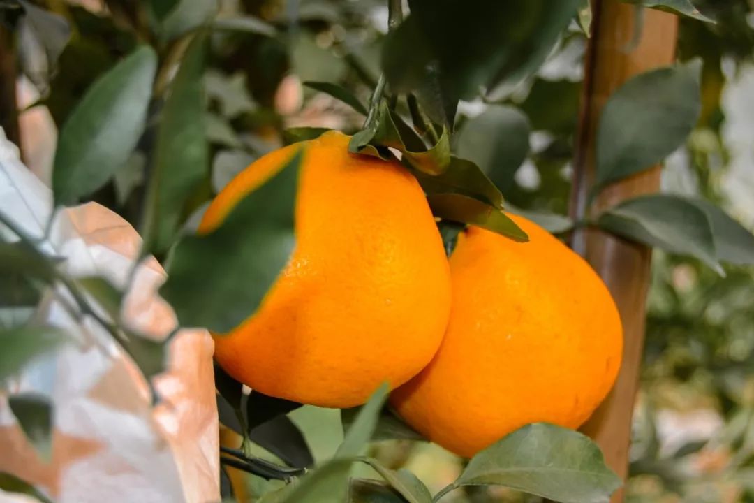 春见能在广东种植吗现在怎么样(春见在浙江能种植吗)