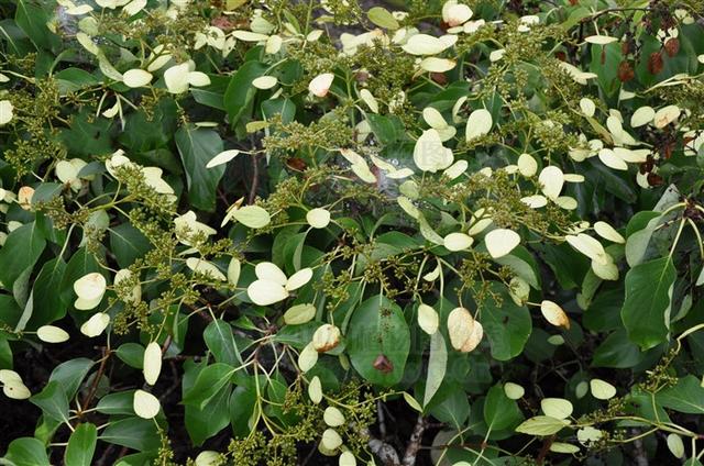 钻地风,见过吗?舒筋活络,祛风活血.治风寒痹症,四肢关节酸痛