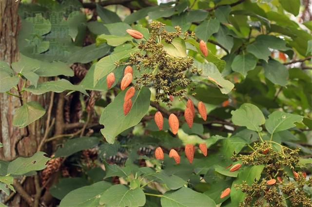 钻地风,见过吗?舒筋活络,祛风活血.治风寒痹症,四肢关节酸痛