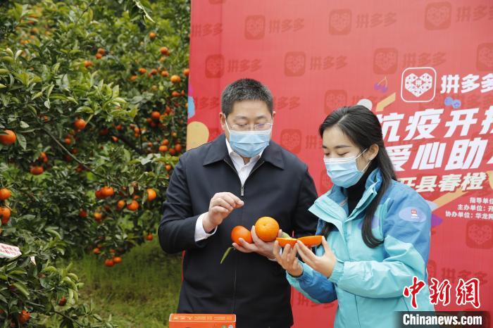 重庆开州区长助农直播叫卖"开县春橘橙"