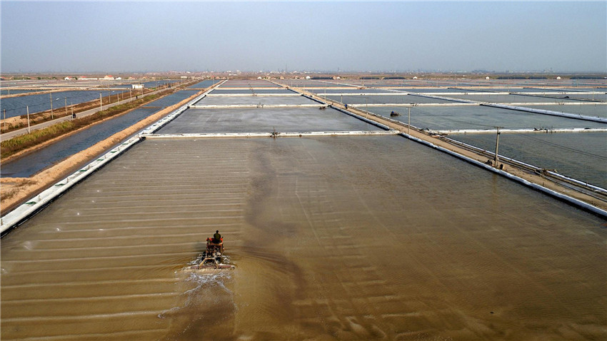 连云港万亩盐田"疫"线绽"盐花"