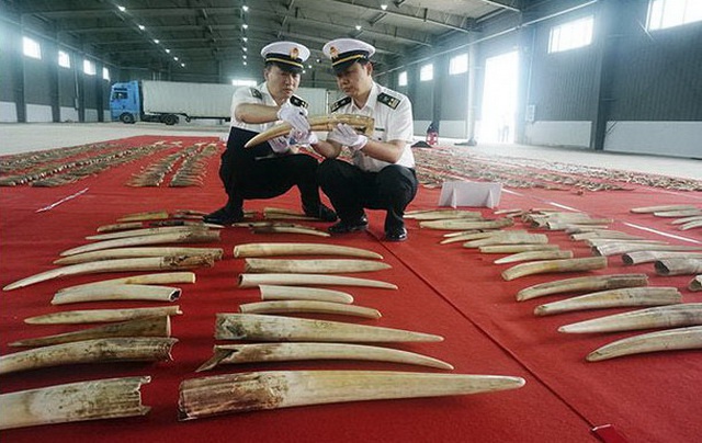  2018年4月28日，哈尔滨海关缉私局成功侦破“4.27”象牙等珍贵动物制品走私案。资料来源：海关总署