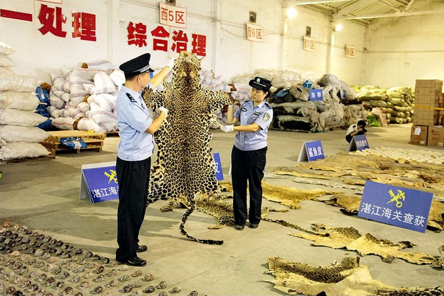  湛江、深圳海关缉私局侦办“801”珍贵动物制品走私案。资料来源：海关总署