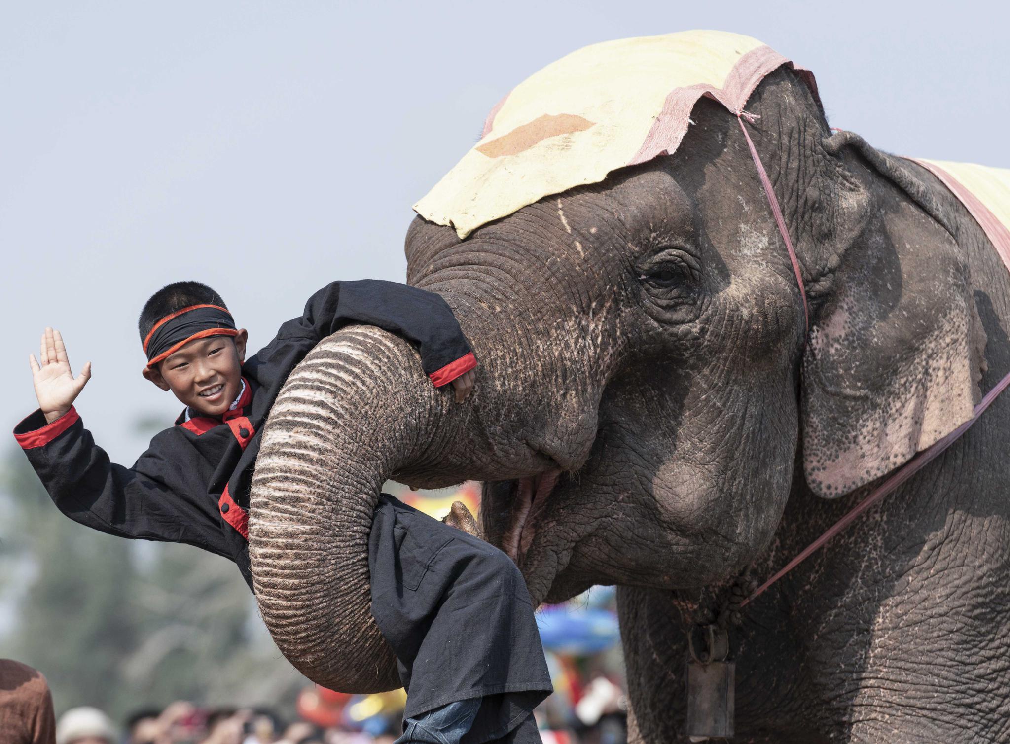 老挝举办大象节