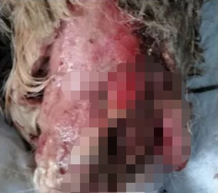 狗妈妈在轨道上玩耍火车开过来前的0001秒小白狗扑过来了