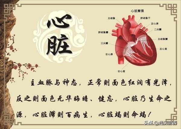 中医学的五脏学说——心脏(附:心包络)