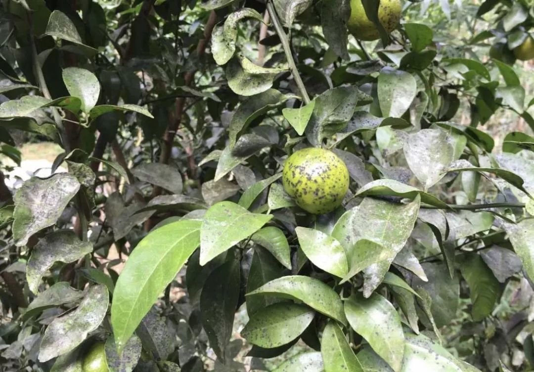 柑橘煤烟病如何才能根除?搞懂这些很关键!