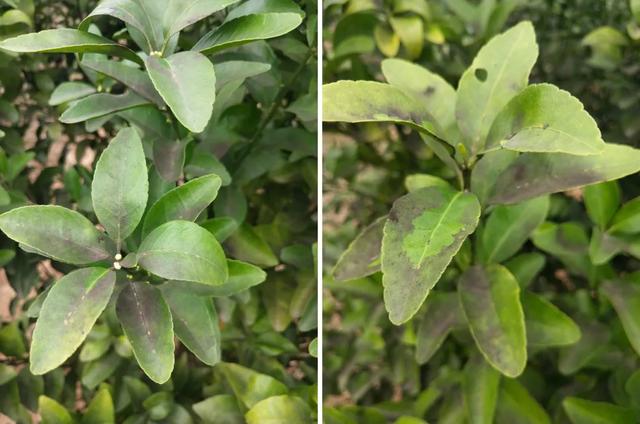 柑橘煤烟病严重