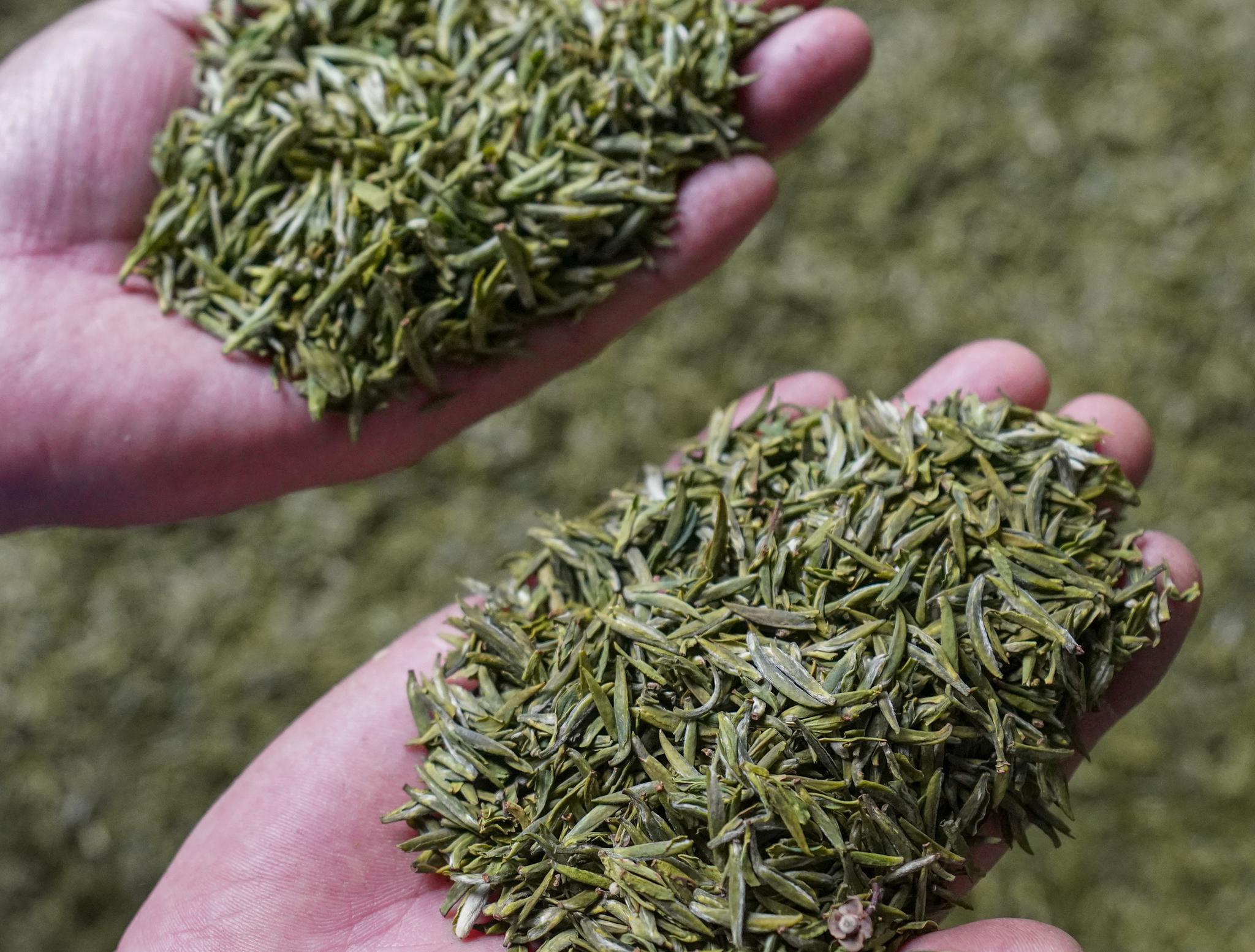 (经济)(5)重庆南川:生产防疫两不误 早春茶采摘加工忙