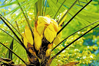 棕榈的肉穗花序棕榈的植物文化棕榈在我国长期的栽培利用过程中,还