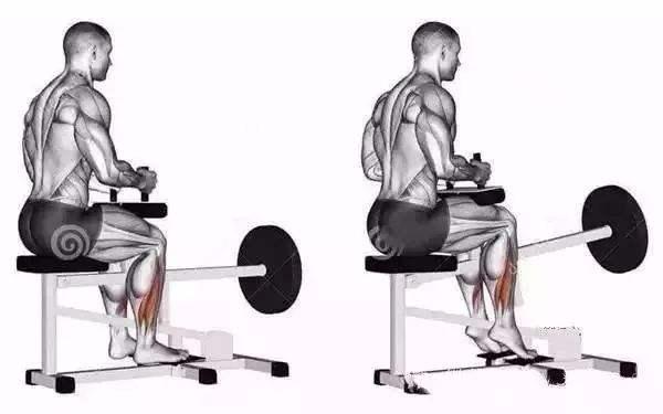 小腿肌肉分为腓肠肌以及比目鱼肌,我们可以多做坐姿提踵的动作来训练