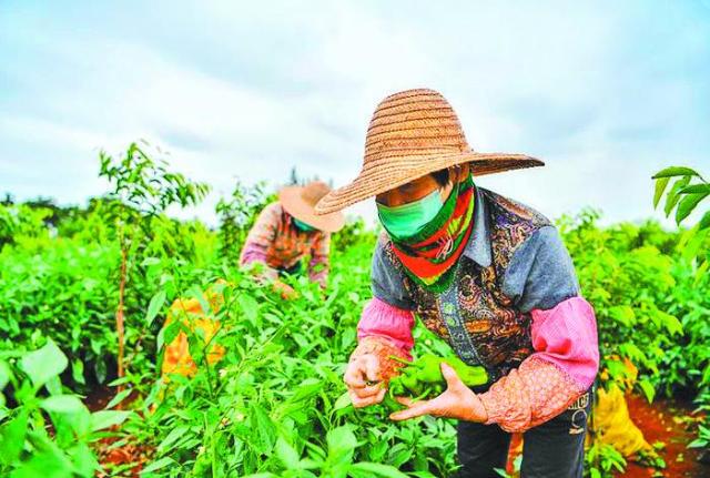 海口市琼山区在防控疫情的同时,保农业生产,保农产品畅销,保农民增收