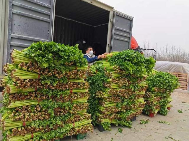 通州芹菜滞销信息刚发出,一大波爱心买家已在路上