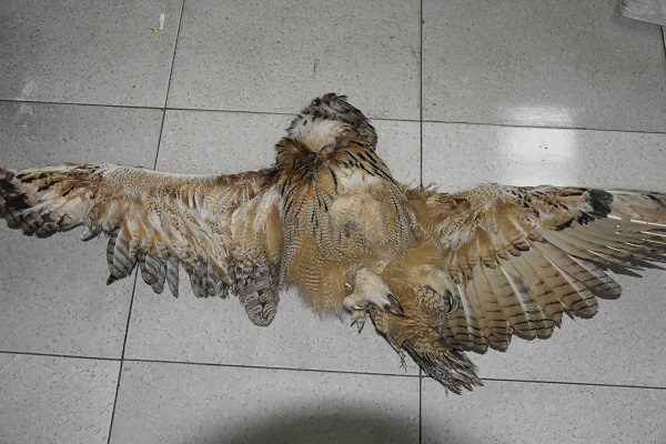 国家二级保护动物雕鸮.检察院介入侦查研究案情.