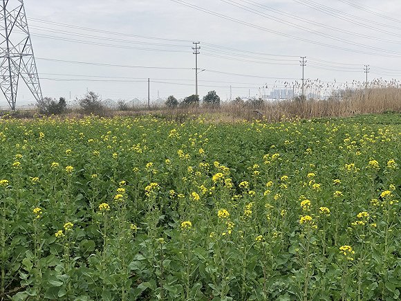 屠忠实家附近的油菜花田。(图片来源:张钦)