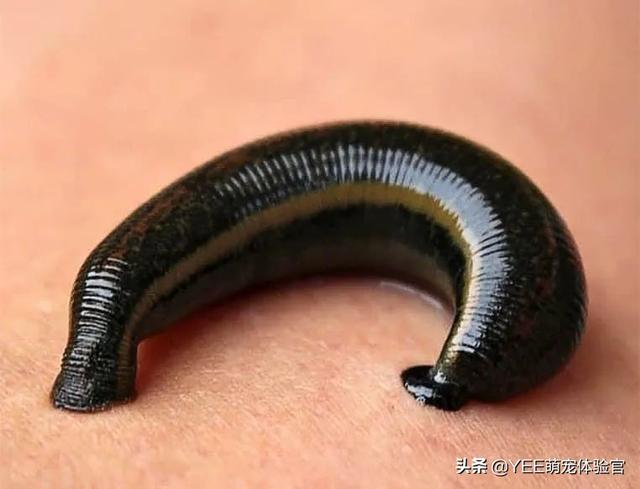 草缸里遇到蚂蟥,才知道养鱼的艰难