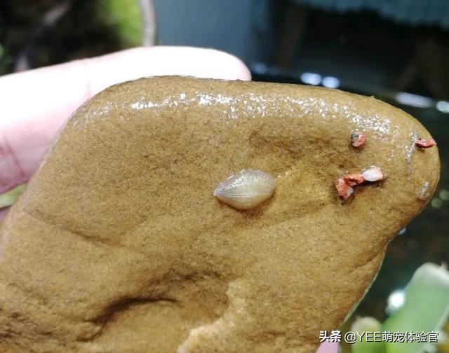 草缸里遇到蚂蟥,才知道养鱼的艰难