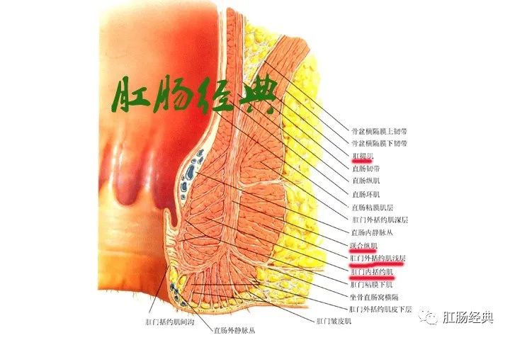 肛管直肠环位置图片