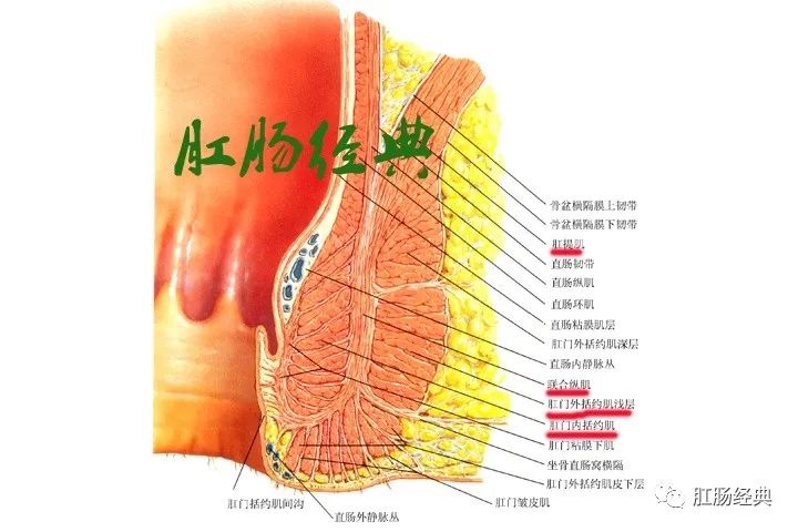 骨骼肌主要是肛提肌和外括约肌,由于肛提肌参与了联合纵肌的组成,所以
