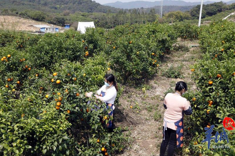 投身抗疫后方支援,他们把"甜蜜"玫瑰柑,新鲜蔬菜捐赠给一线医护者
