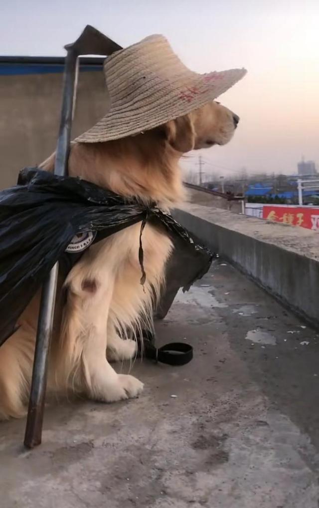 曾经梦想仗剑走天涯后来为种葡萄没去成网友理想中的生活