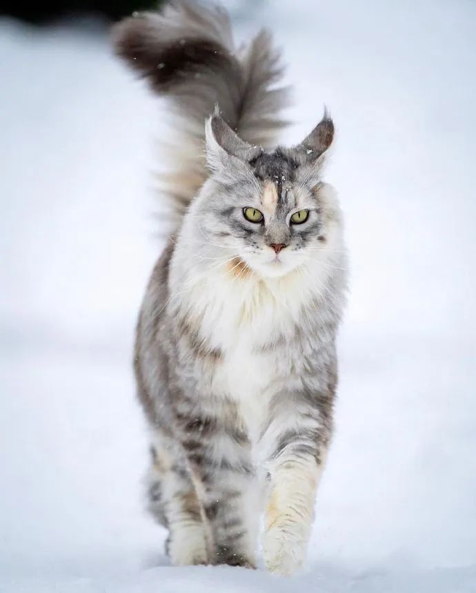 缅因猫大美人要了老命了真是梦中情猫