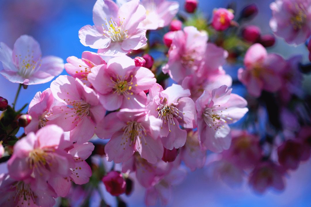 疫情不掩芳华,沪上樱花已吸引2.7亿人云"围观"