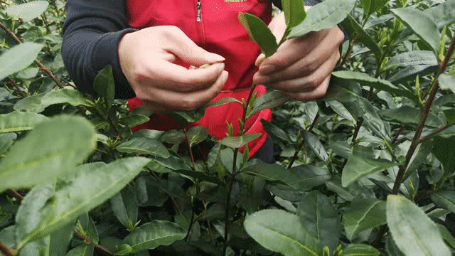 6万亩乌牛早茶开采,采茶工紧缺,县农业农村局:我们帮你