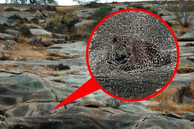 你能发现这些隐藏的动物吗大自然的伪装堪称一绝不信你找找